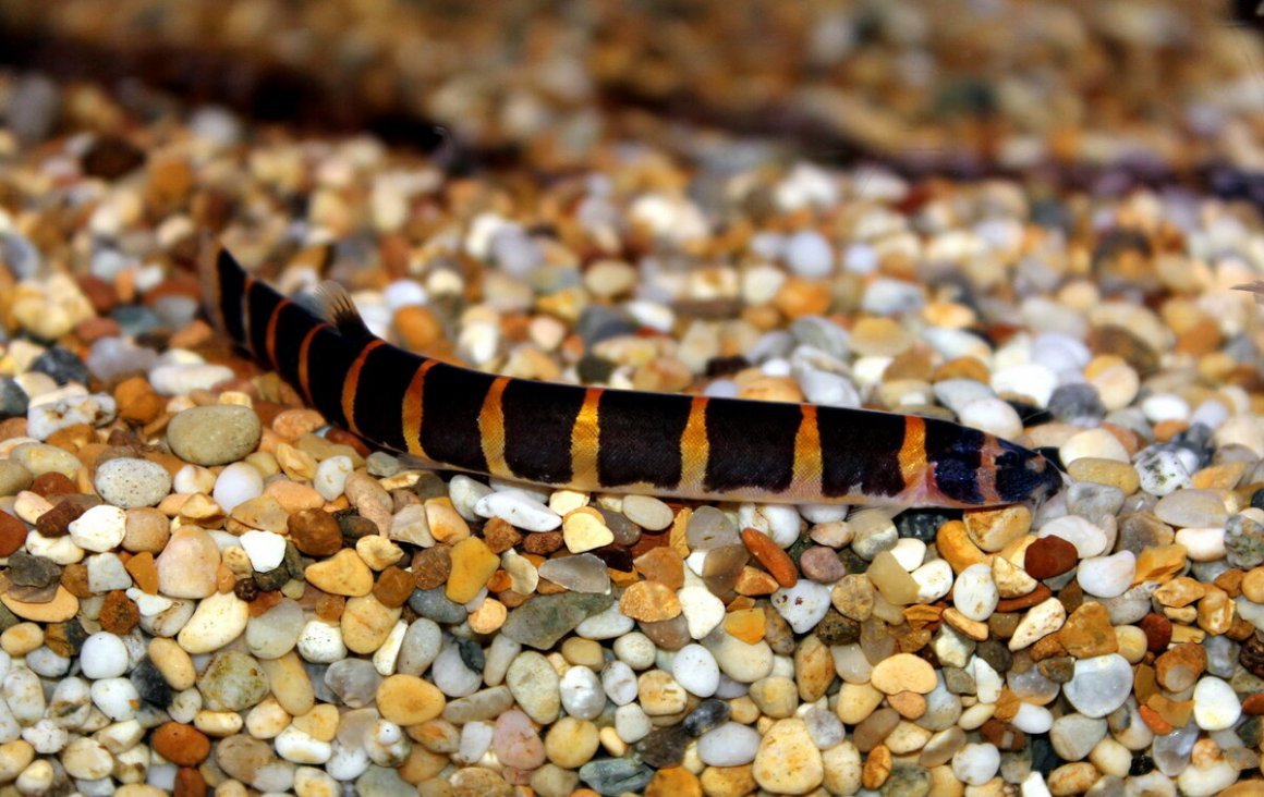 Рыбка щиповка обыкновенная