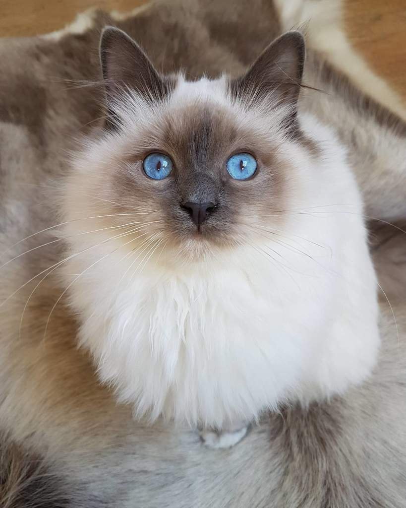 Невская маскарадная Балинезийская