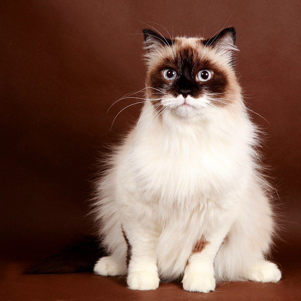 Сноу Шу кошка пушистая