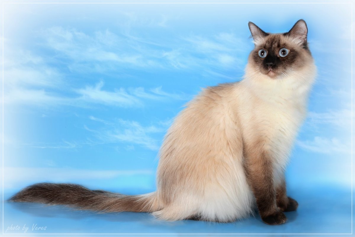 Невская маскарадная кошка короткошерстная