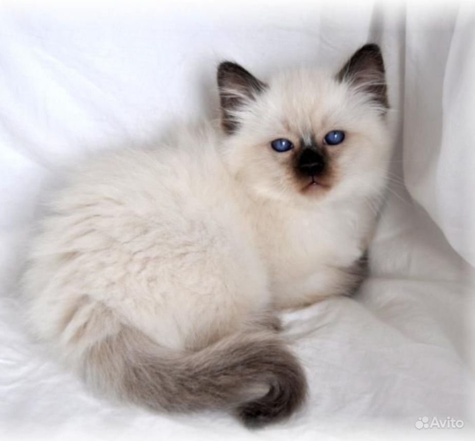 Сиамский балинезийский кот