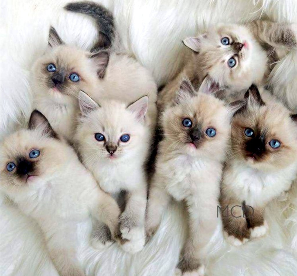 Рэгдолл котята