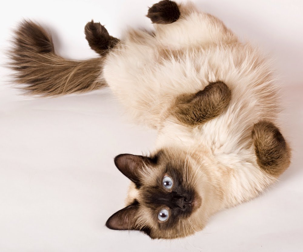 Сиамская кошка