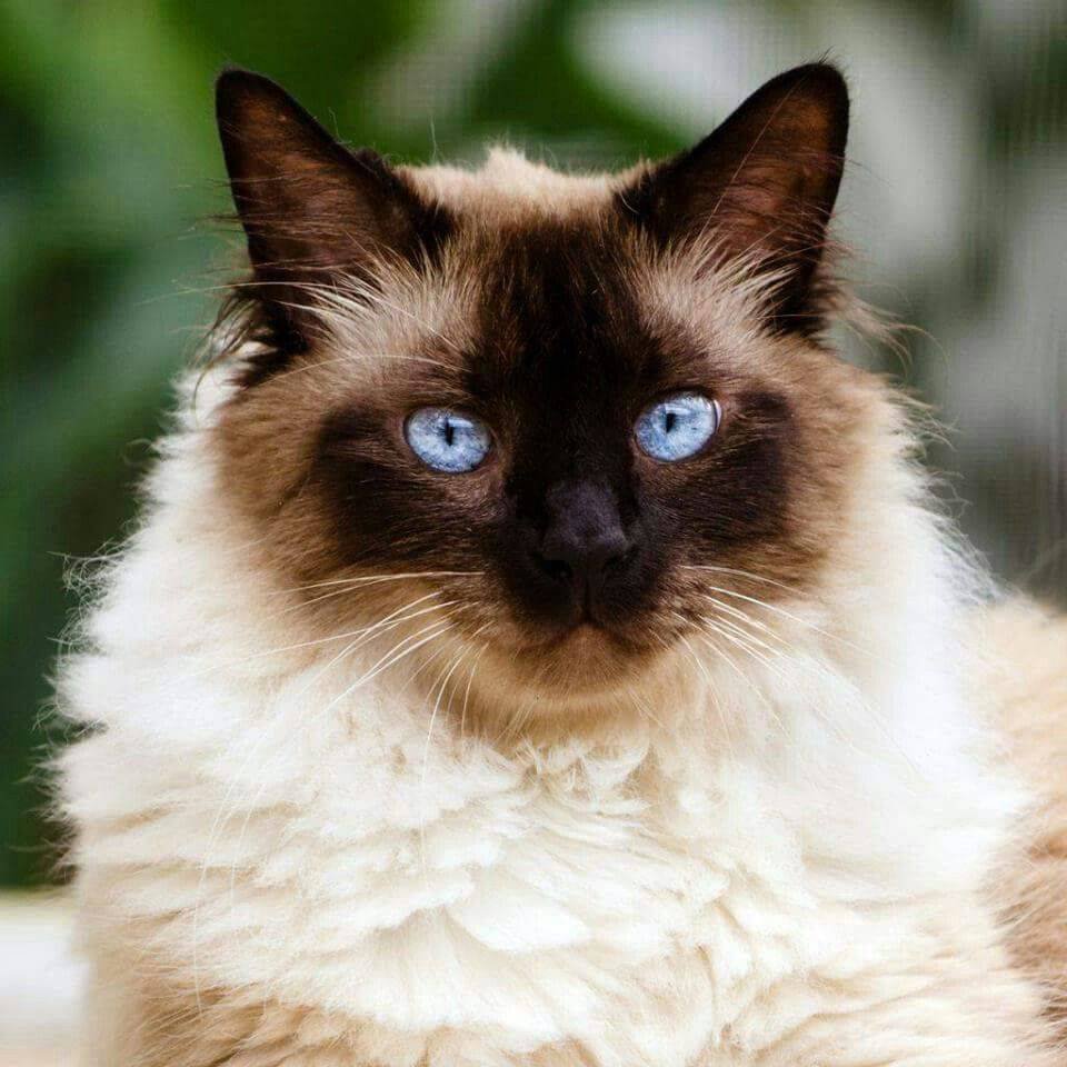 Гималайский кот + сиамский кот
