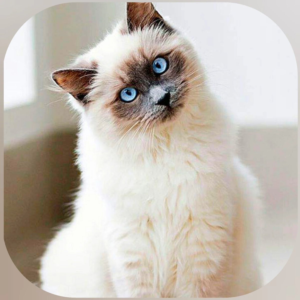 Порода кошек Рэгдолл