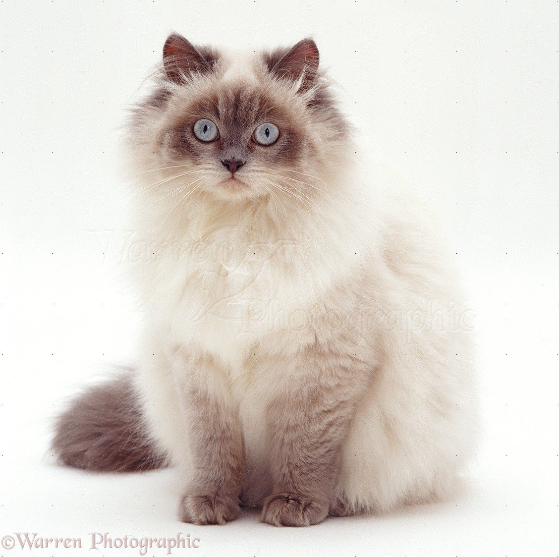 Рэгдолл колор Пойнт