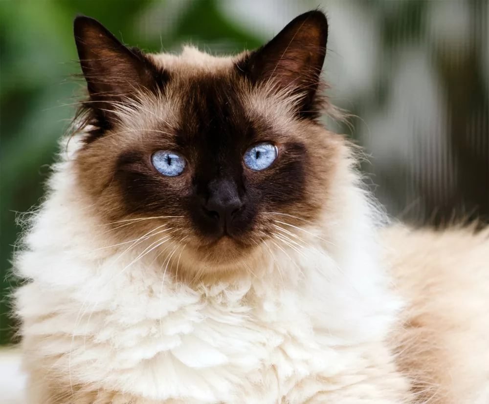 Гималайские сиамские кошки