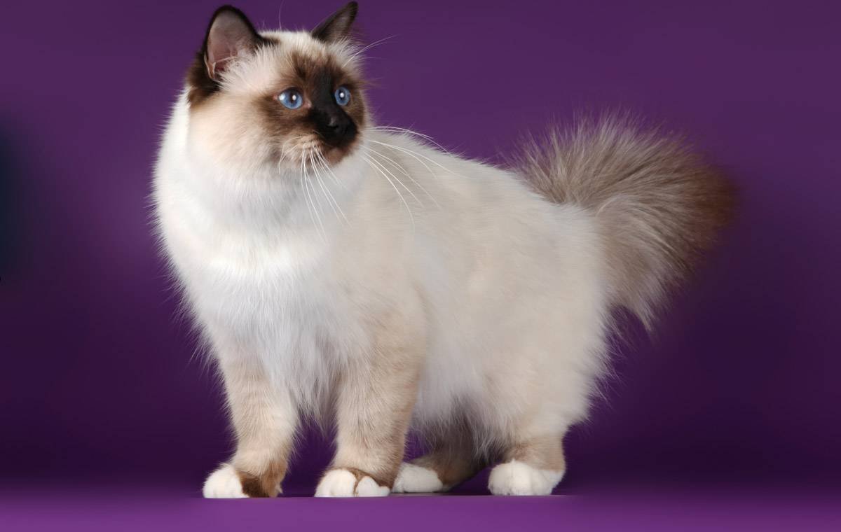 Рэгдолл бирманская Невская