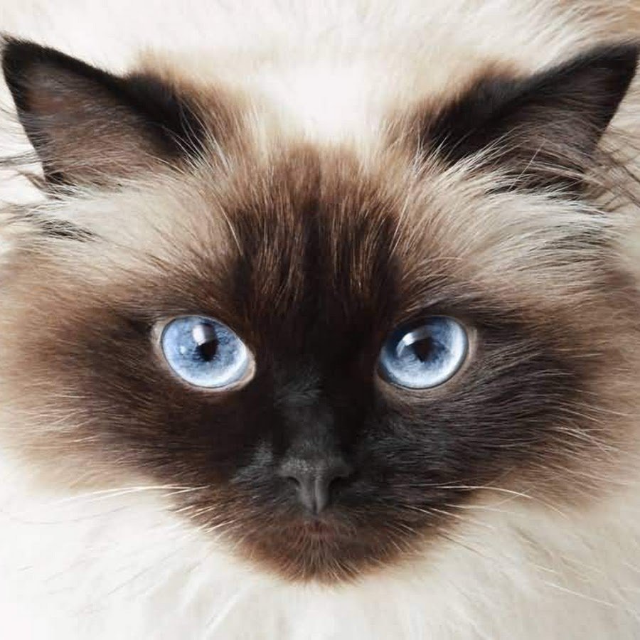 Сиамская лохматая кошка