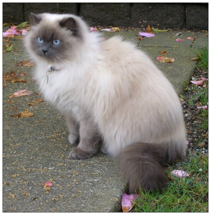 Сиамская длинношерстная кошка