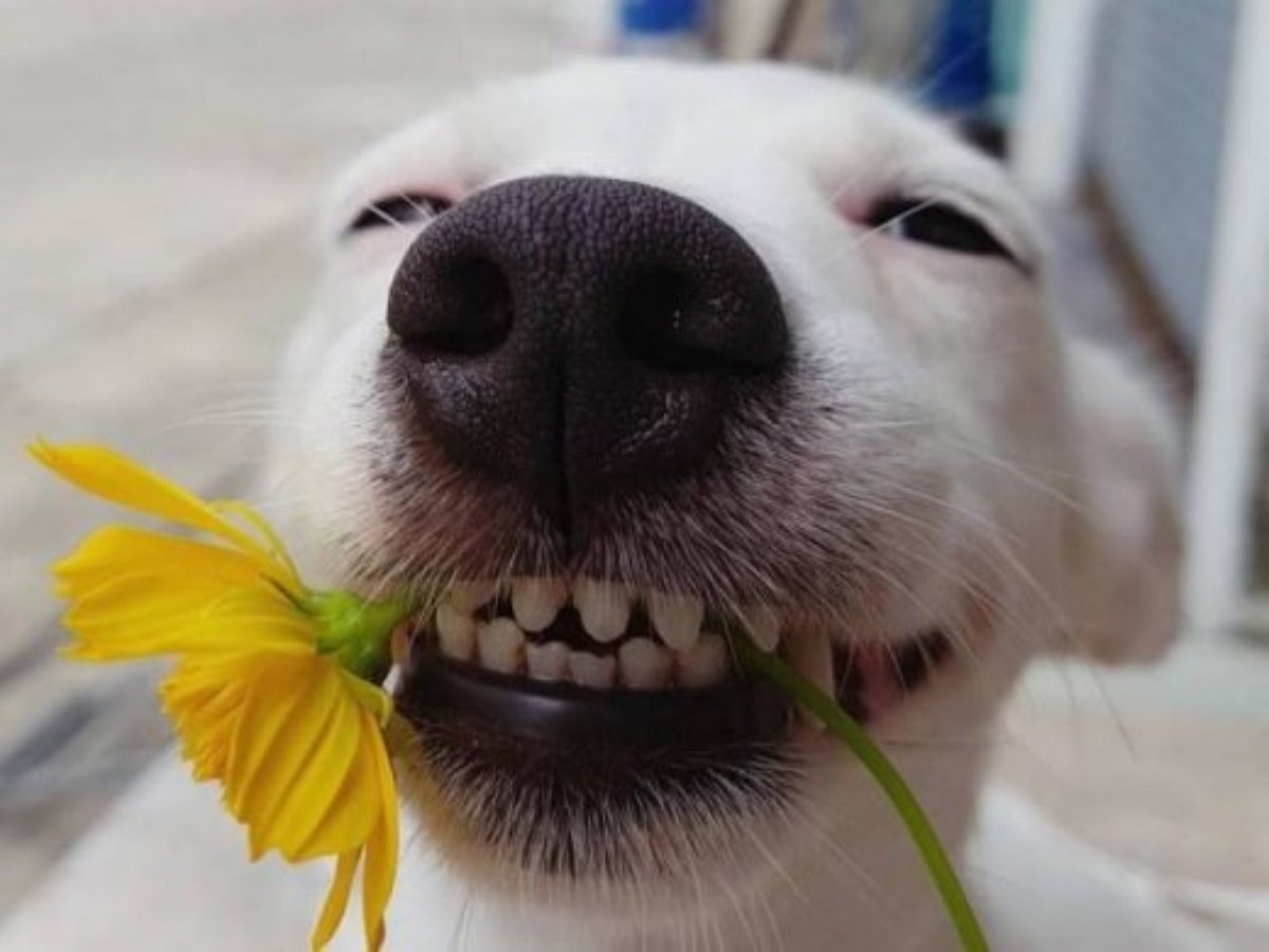 Улыбка картинки смешные. Веселая собака. Улыбка собаки. Улыбки животных смешные. Собака улыбается.