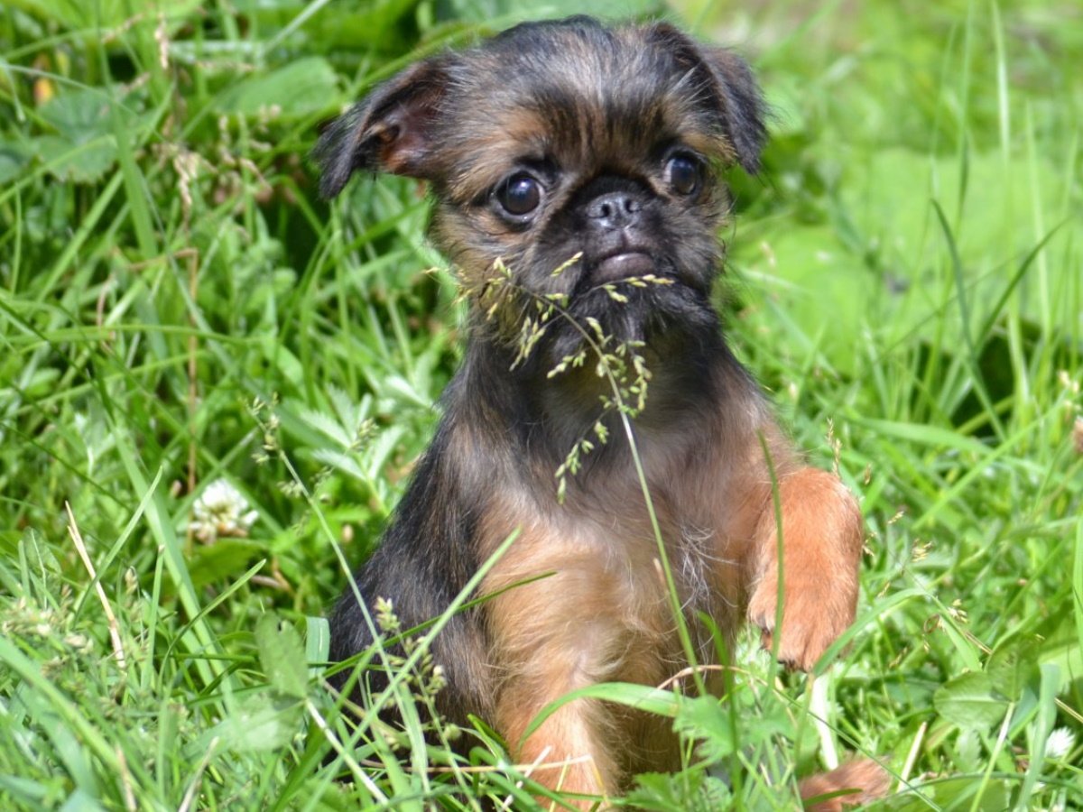 Бельгийский гриффон гладкошерстный