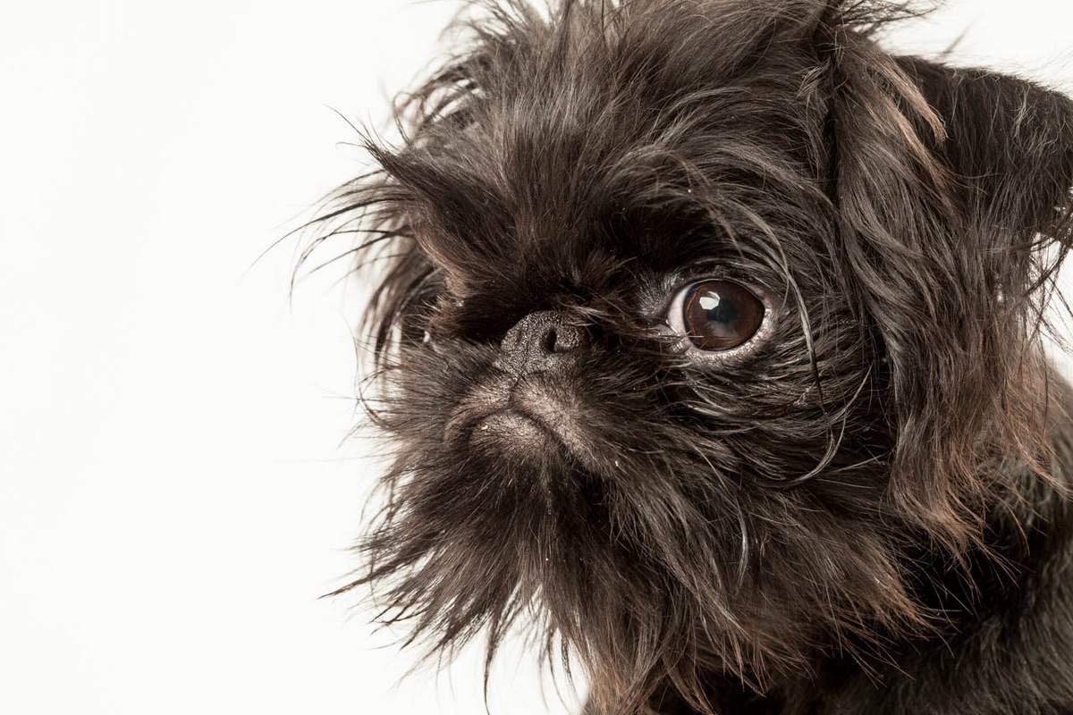 Брюссельский гриффон собака