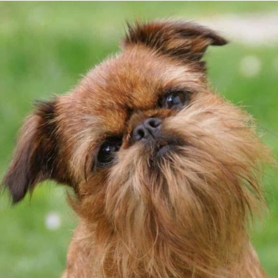 Брюссельский гриффон собака