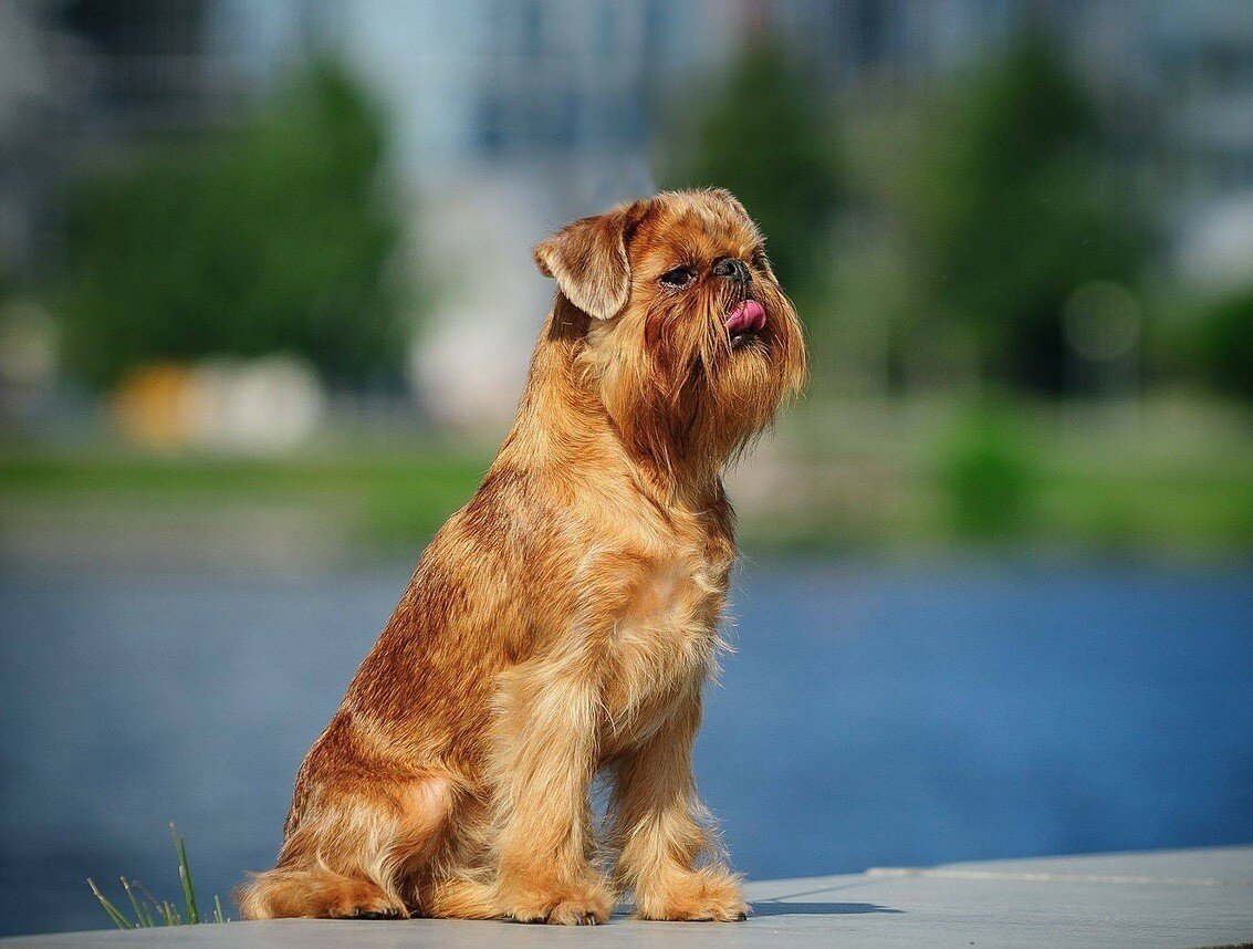 Брюссельский гриффон