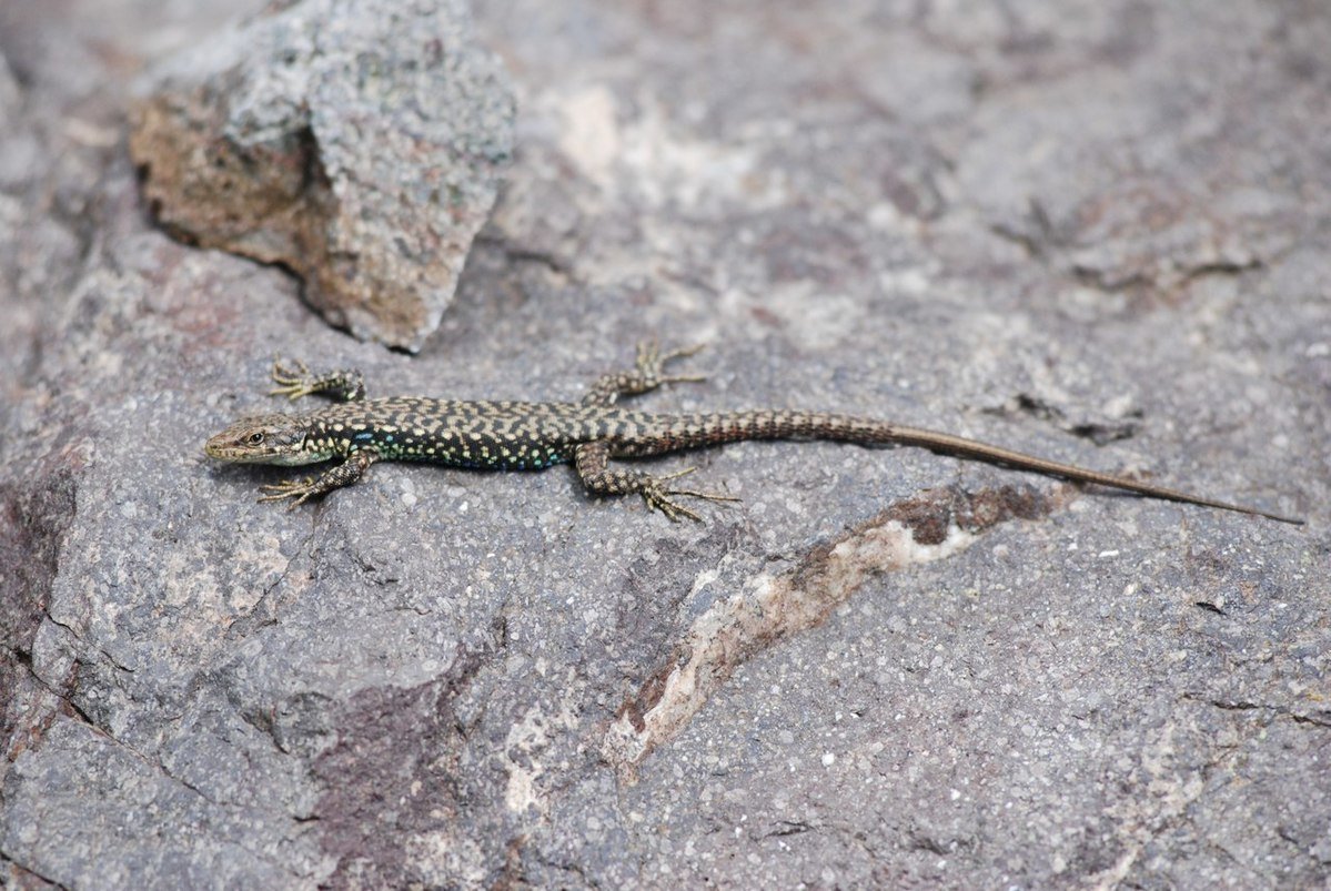 Ящерица Ростомбекова