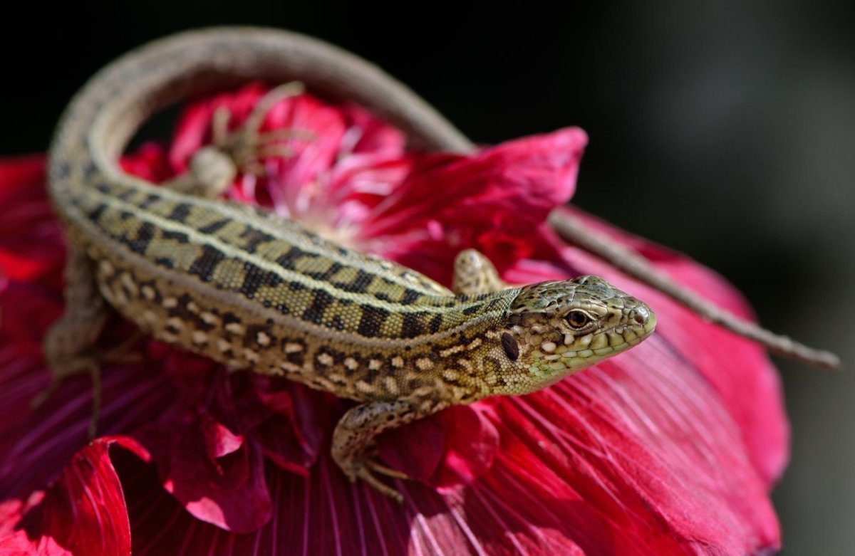 Василиск обыкновенный ящерица