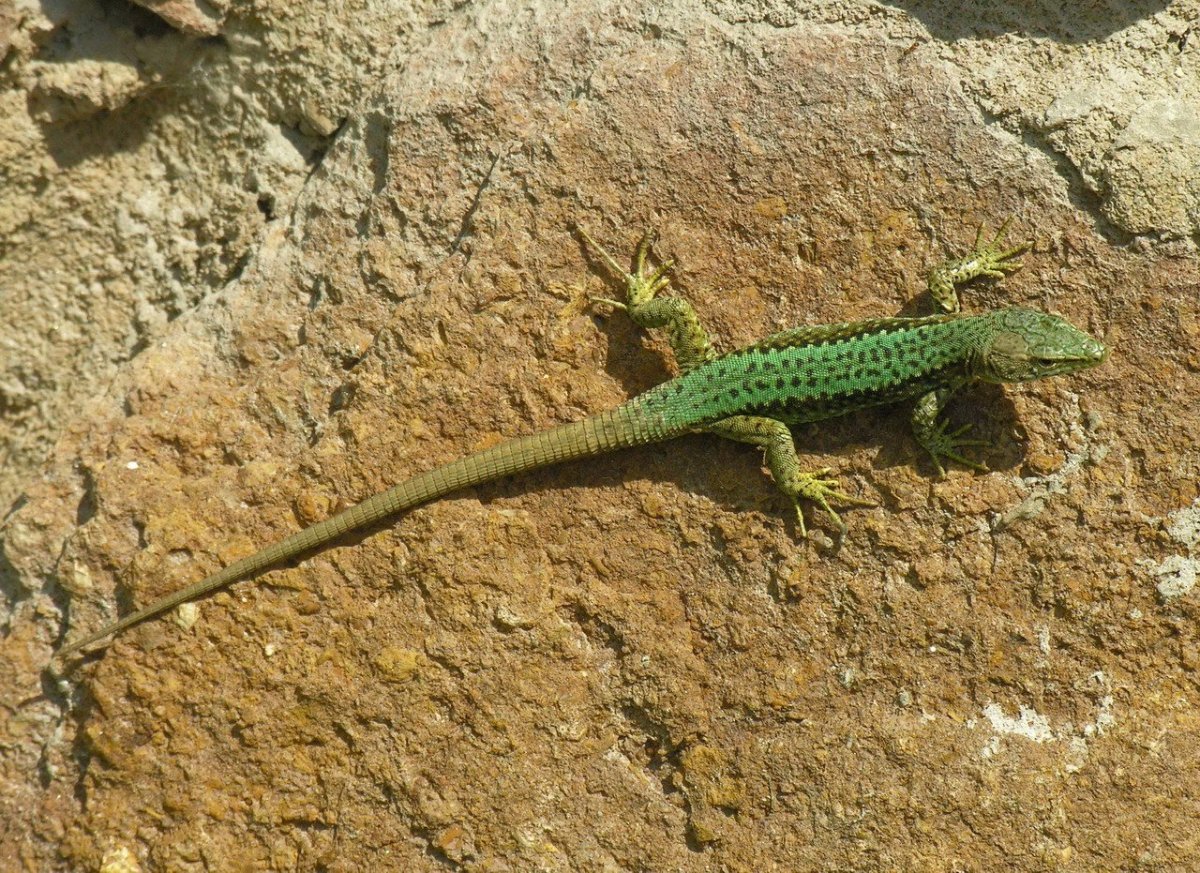 Кавказская прыткая ящерица