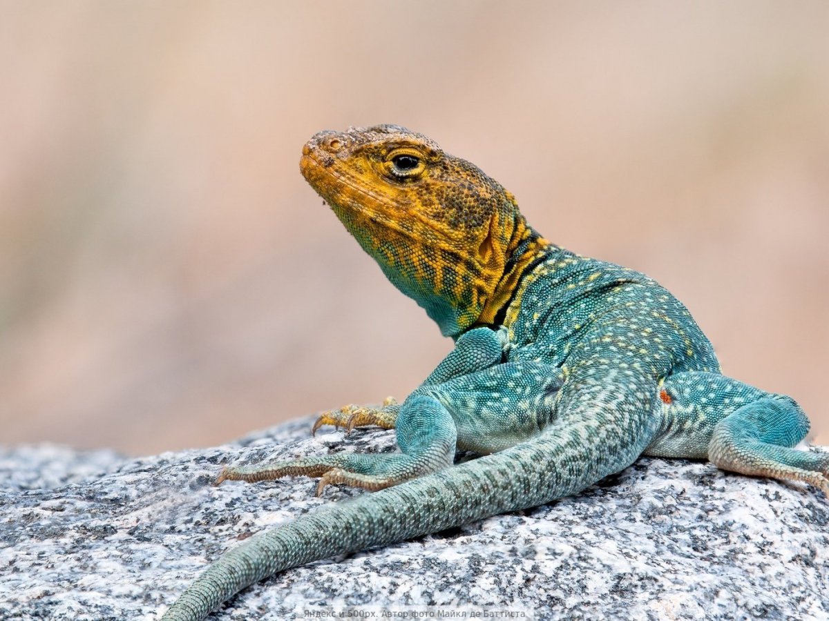 Ошейниковая пустынная игуана