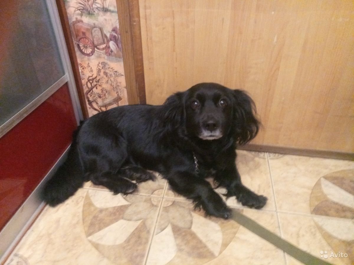 Такса блондинка английская