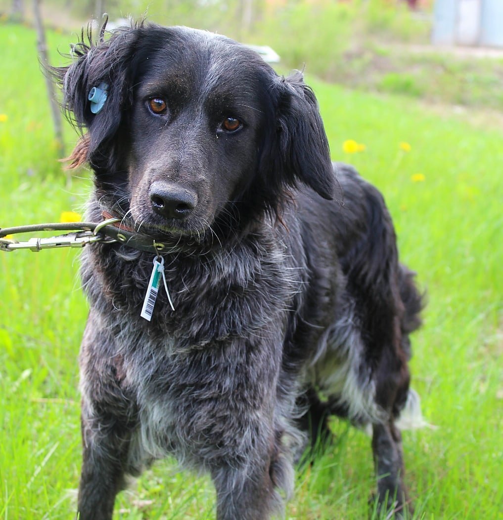 Щенки 2 месяца помесь таксы