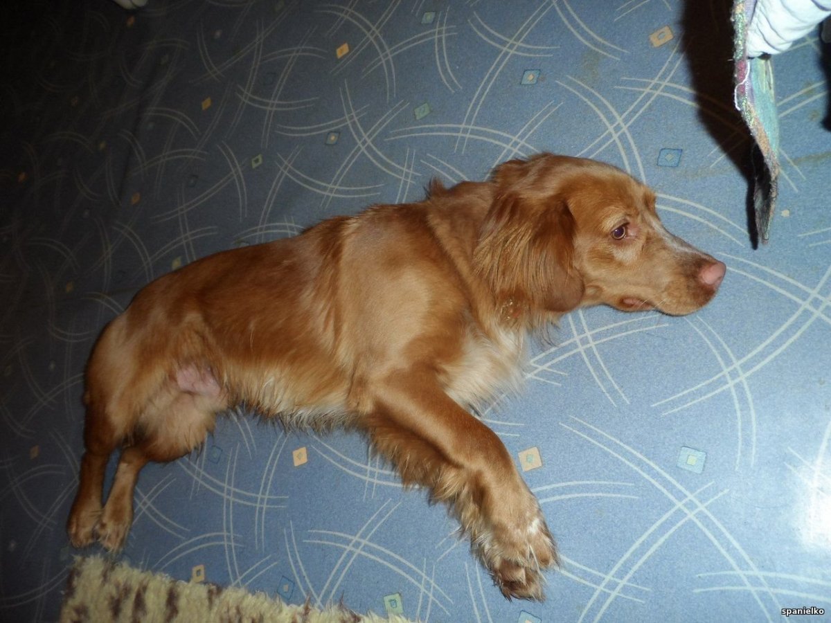 Метис пинчера и спаниеля