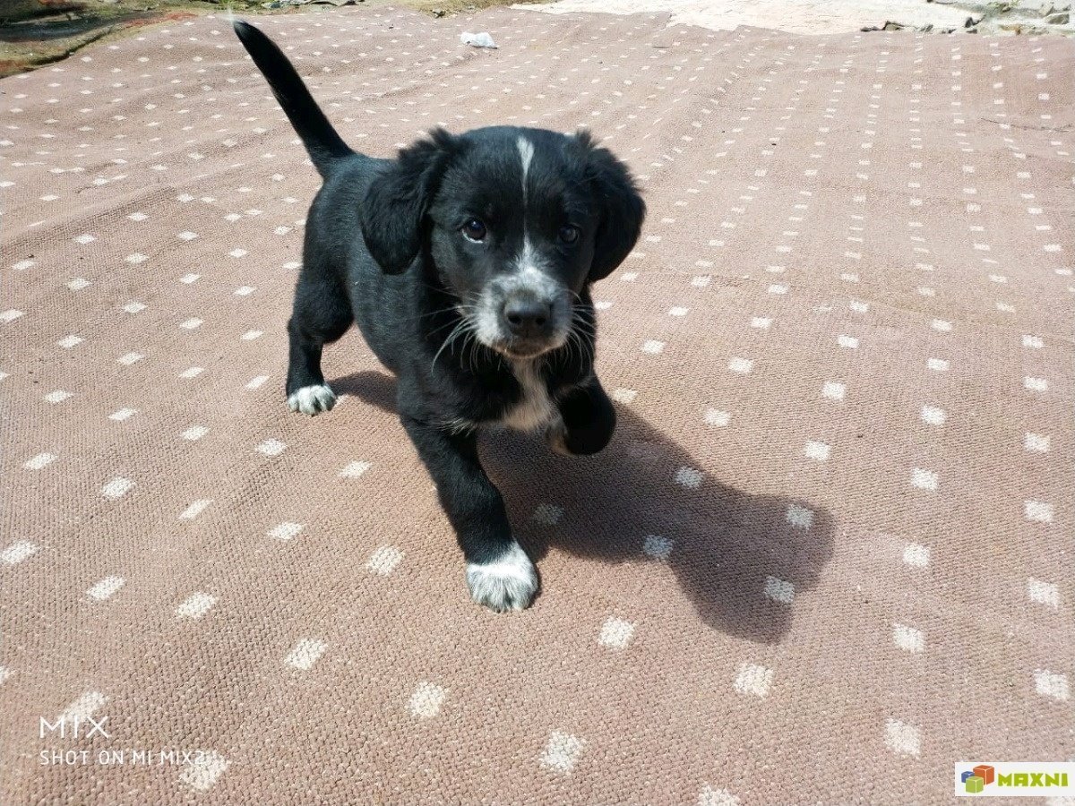 Черный метис таксы