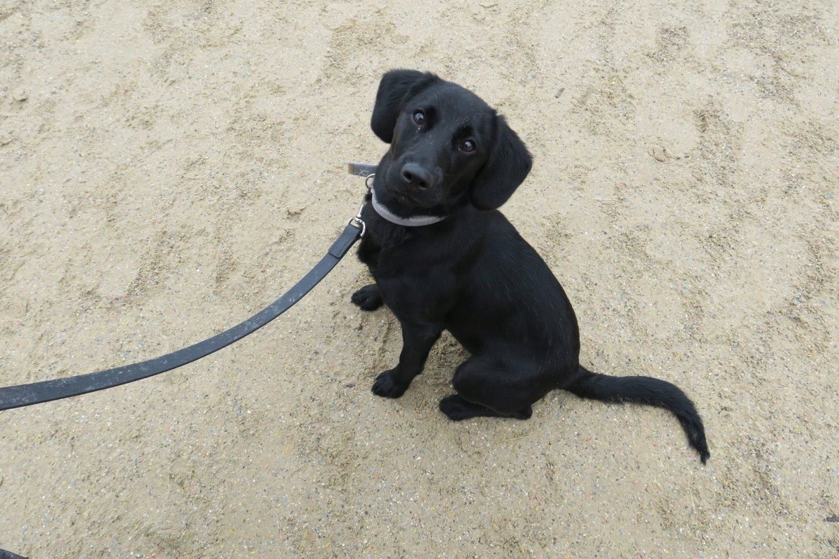 Метис шоколадного лабрадора