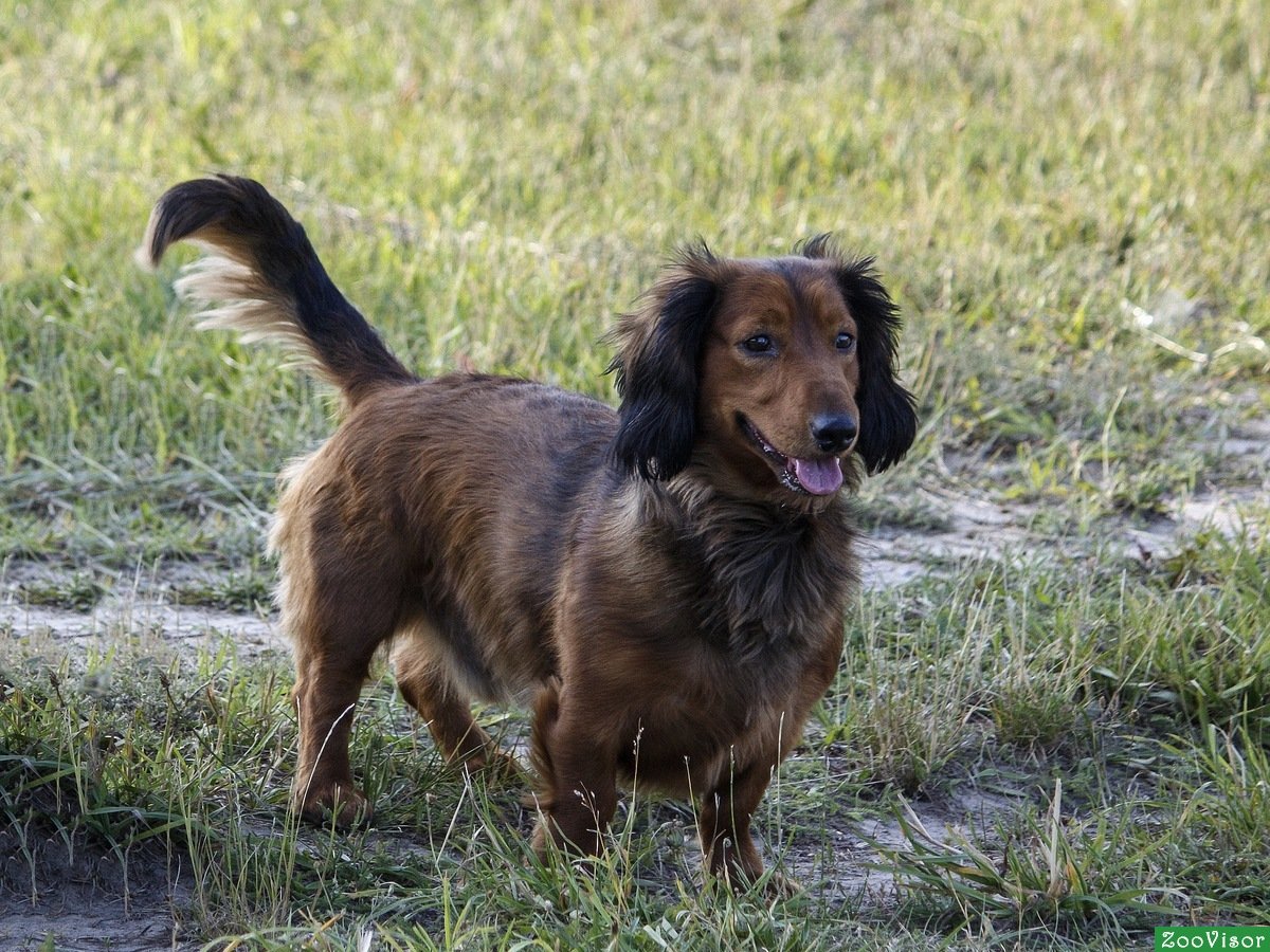 Щенки спаниеля метисы