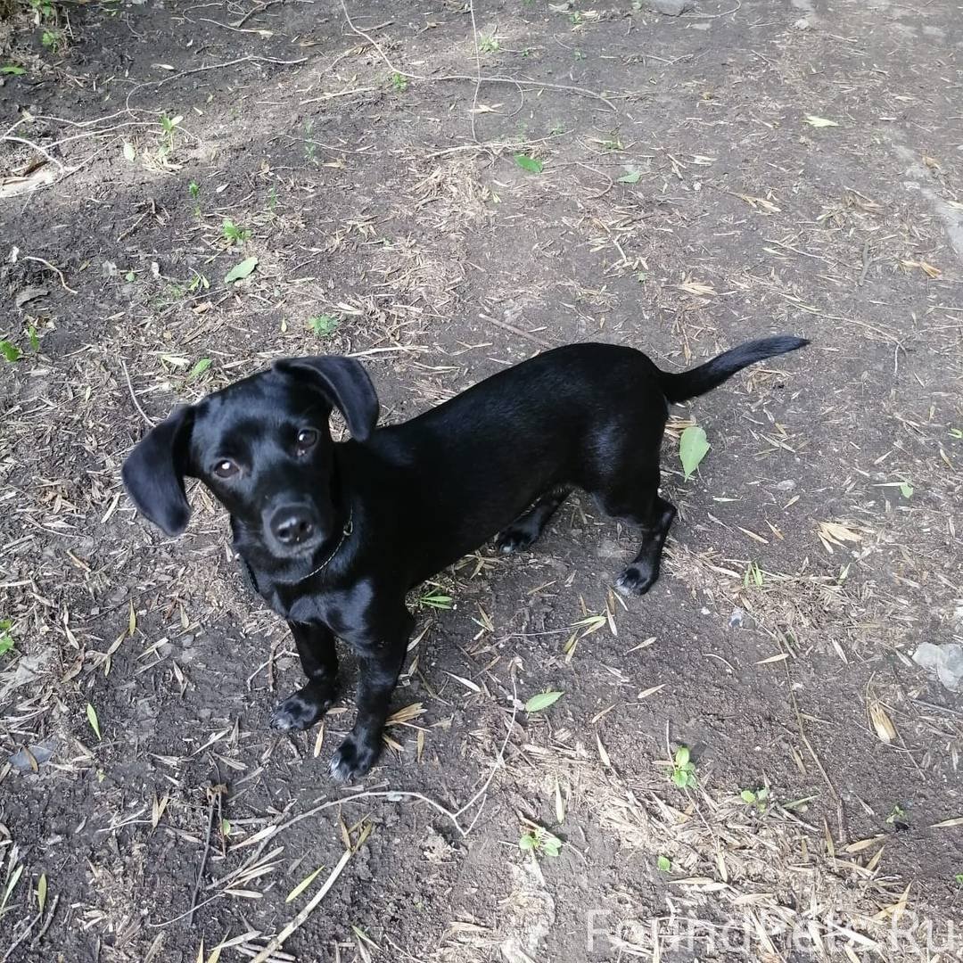 Метис бордер колли и спаниеля