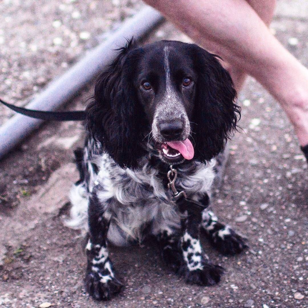 Метис кокер спаниеля