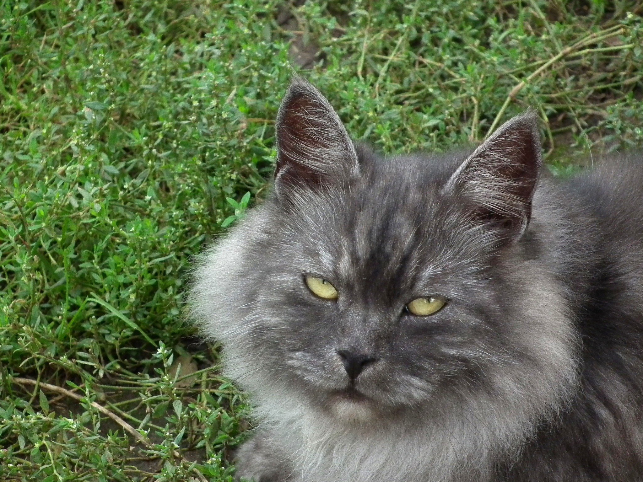 Сибирская кошка дымчатая - 76 фото