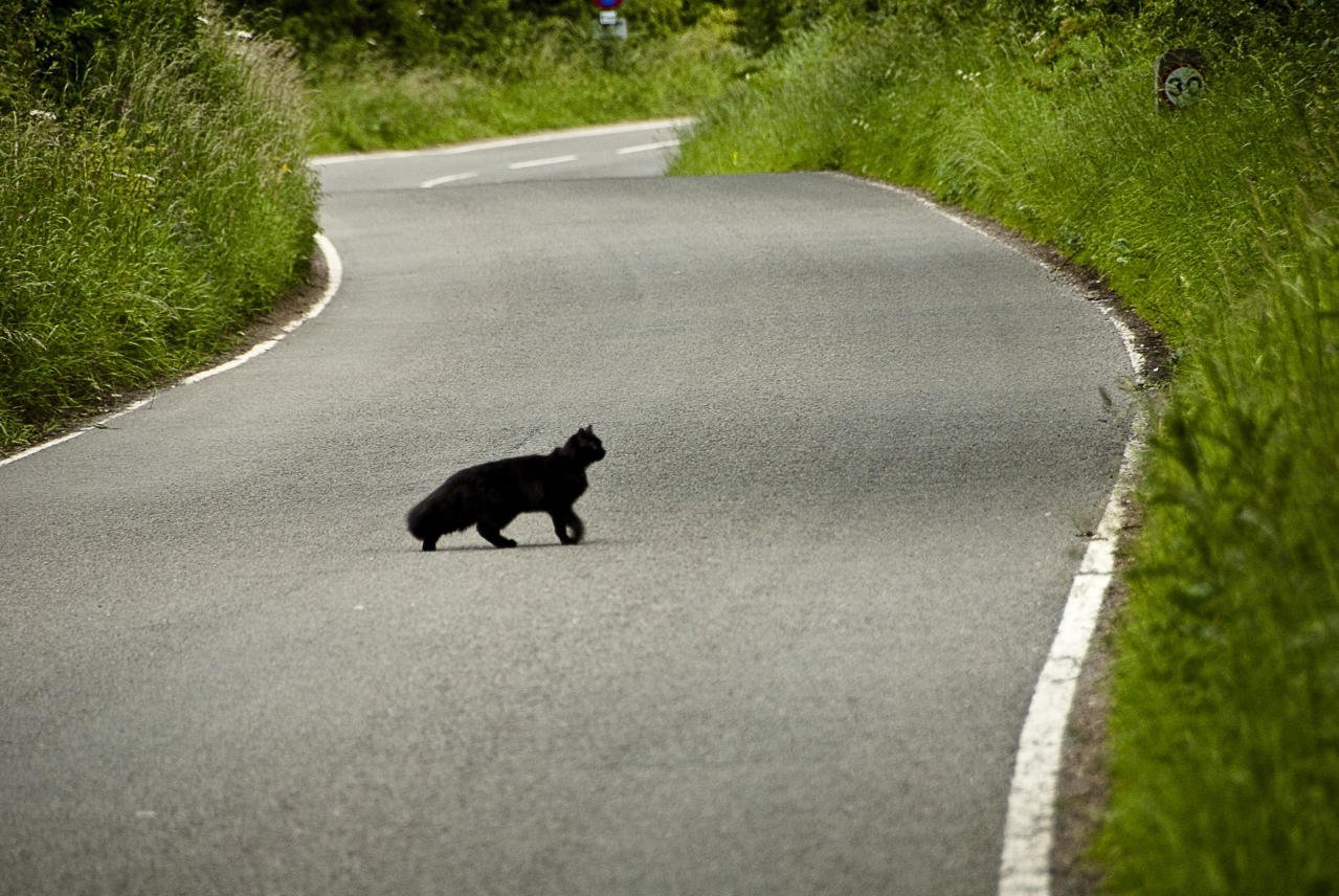 Приметы перейти дорогу. Черный кот перебегает дорогу. Черный кот через дорогу. Черный кот переходит дорогу. Чёрная кошка перебежала дорогу.