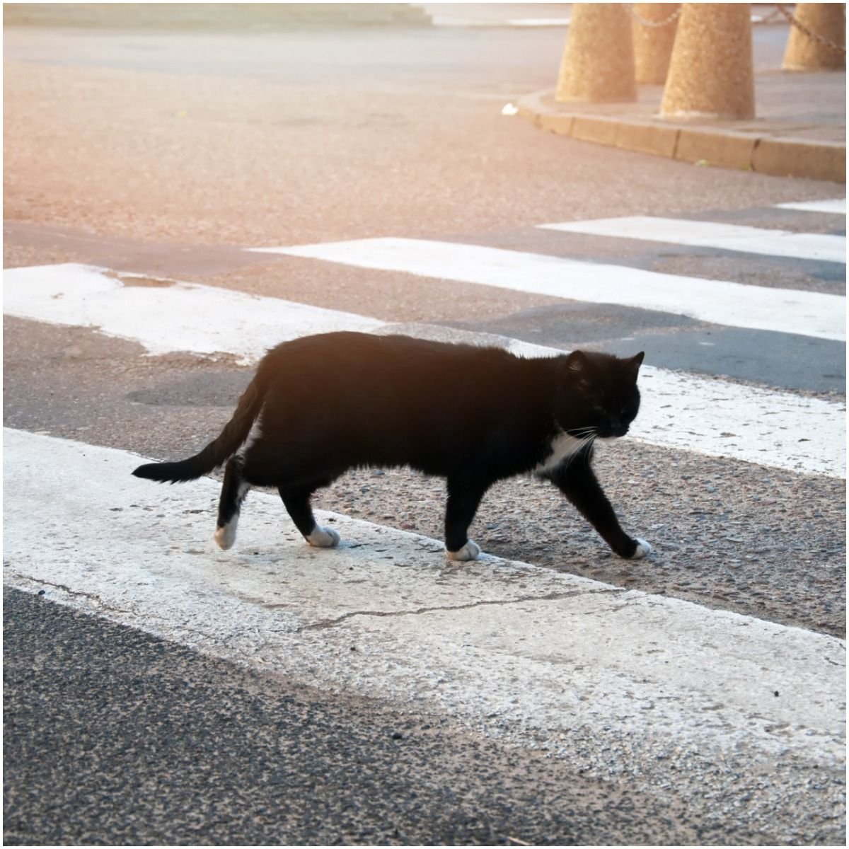 Черная кошка перебежала дорогу - 74 фото
