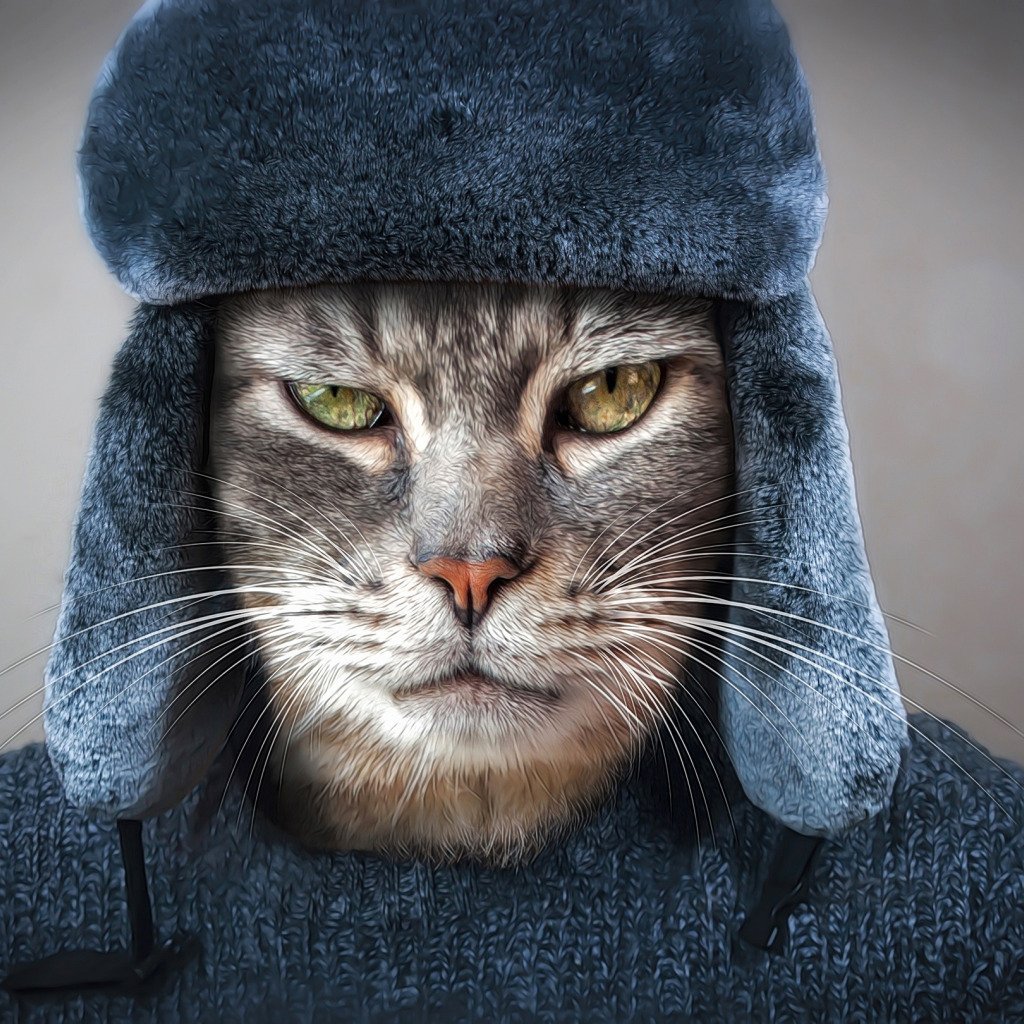 Коты с автоматами