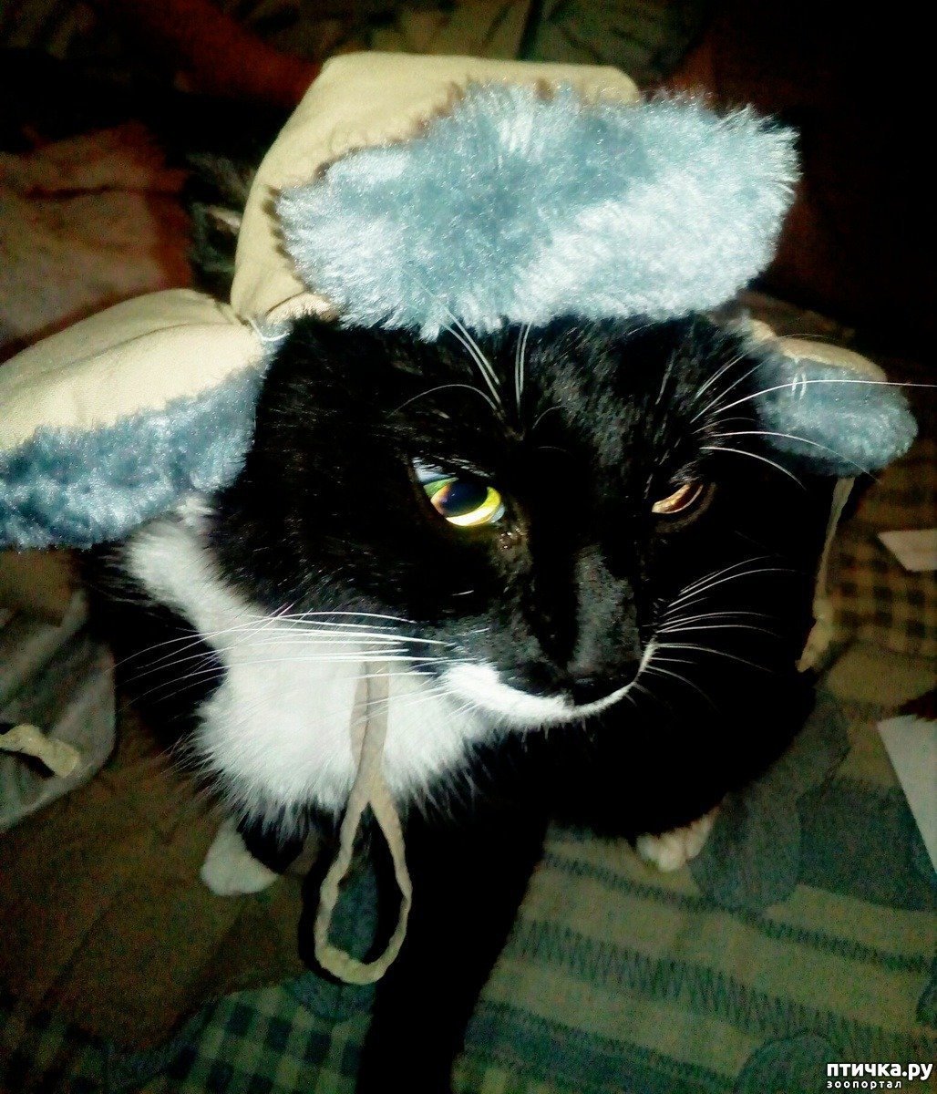 Кот в русском костюме