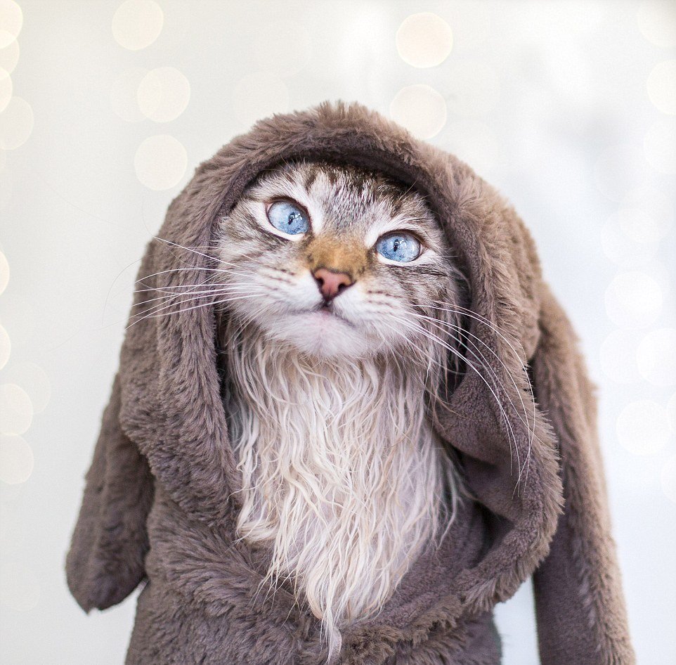 Кот в шлеме