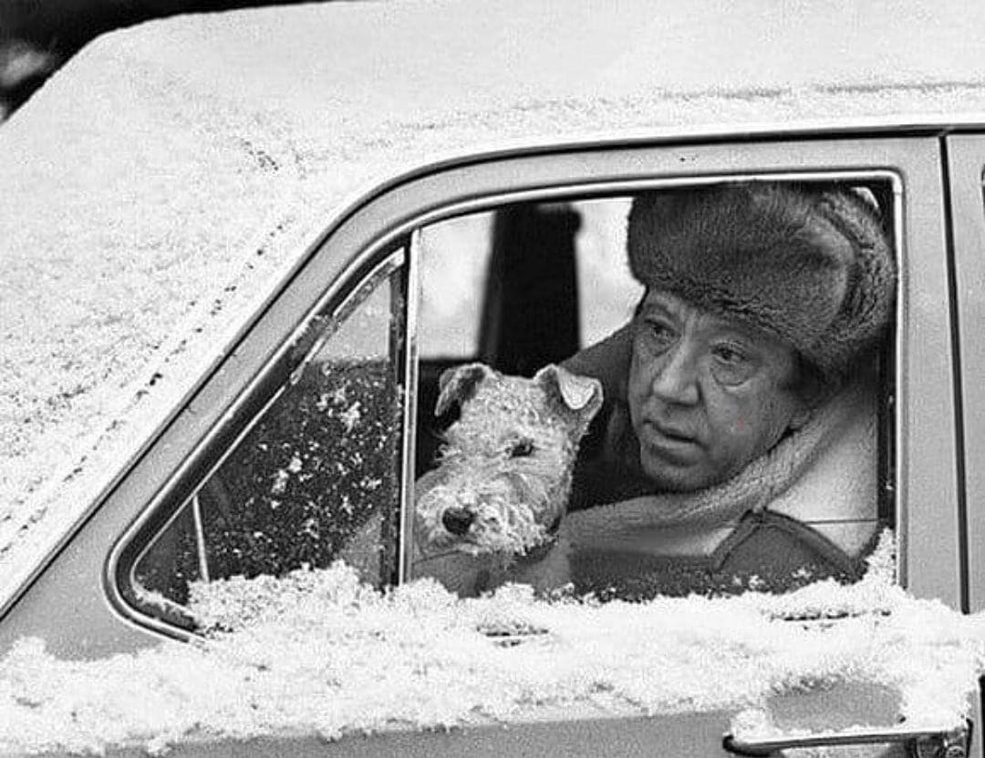 Собака в ушанке