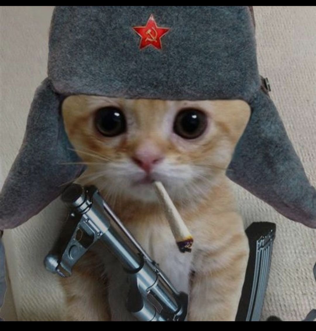 Рыжий кот в шапке ушанке