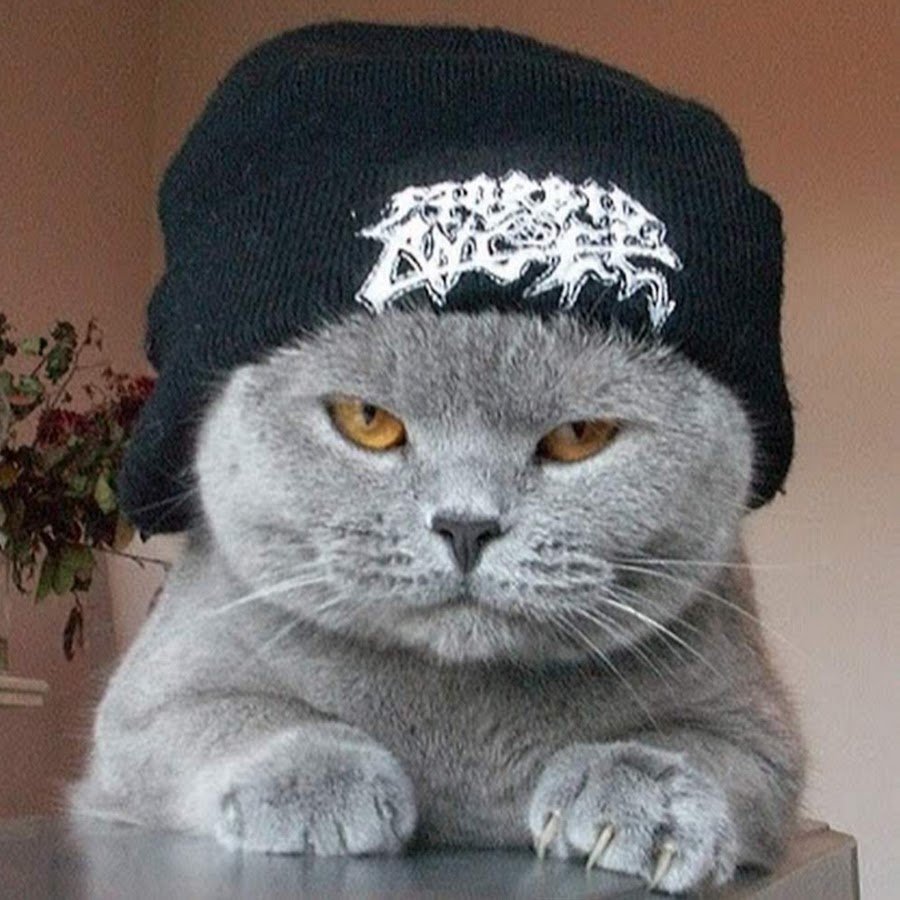 Кот танкист