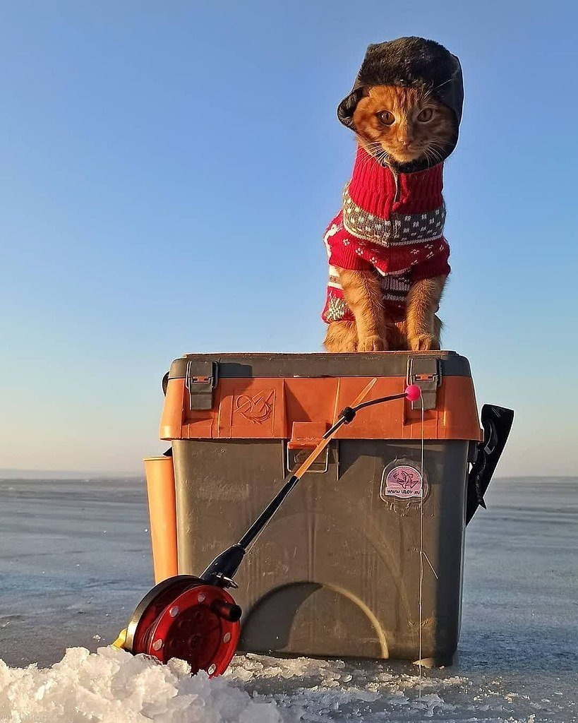 Кот в пальто