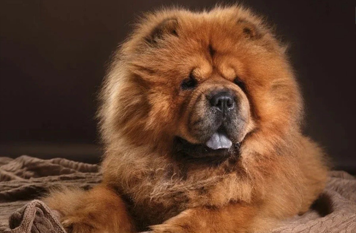 Собаки с фиолетовым языком чау чау