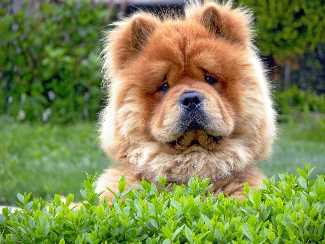 Порода Чао Чао