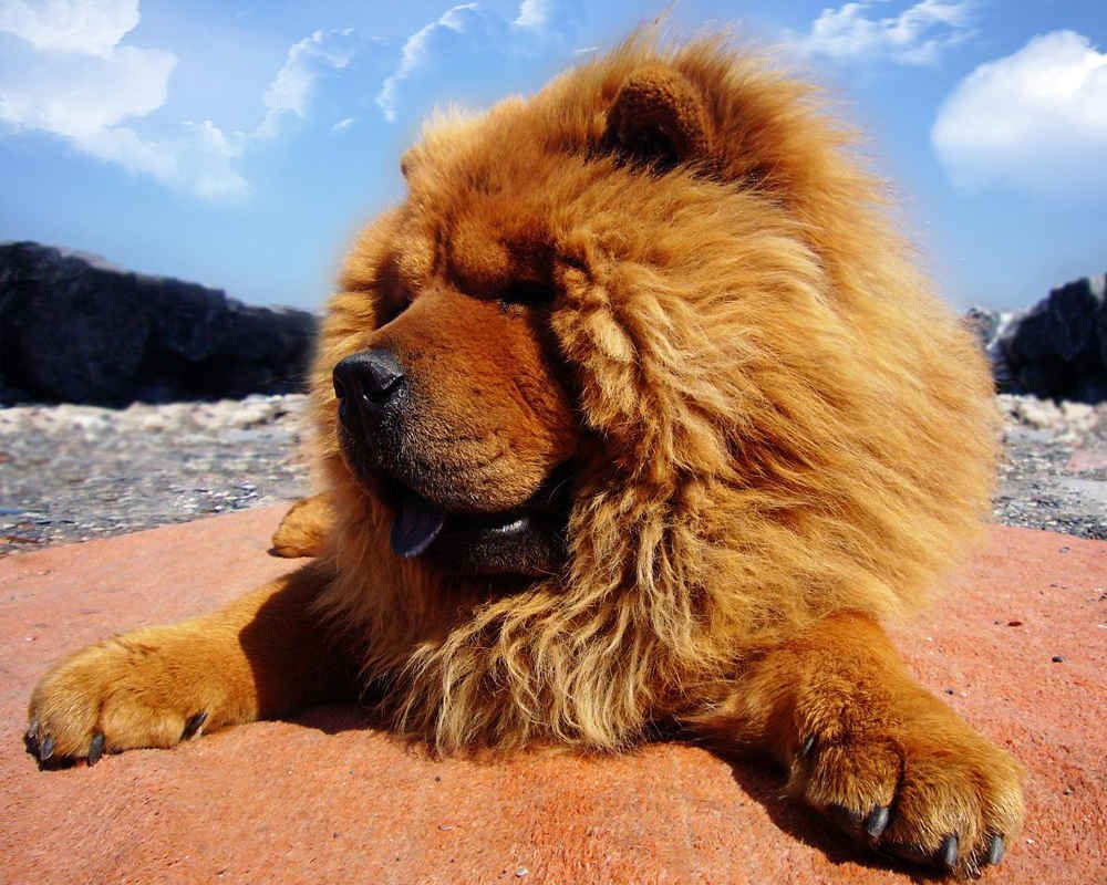 Чау-чау собака щенок