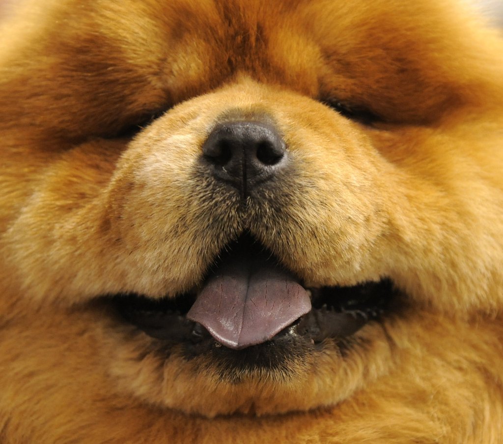 Синий чау чау