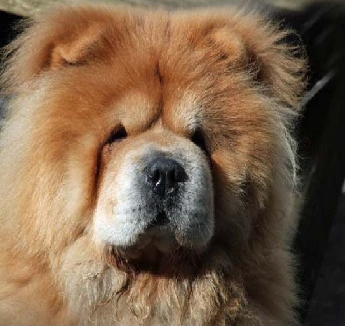 Чау-чау собака