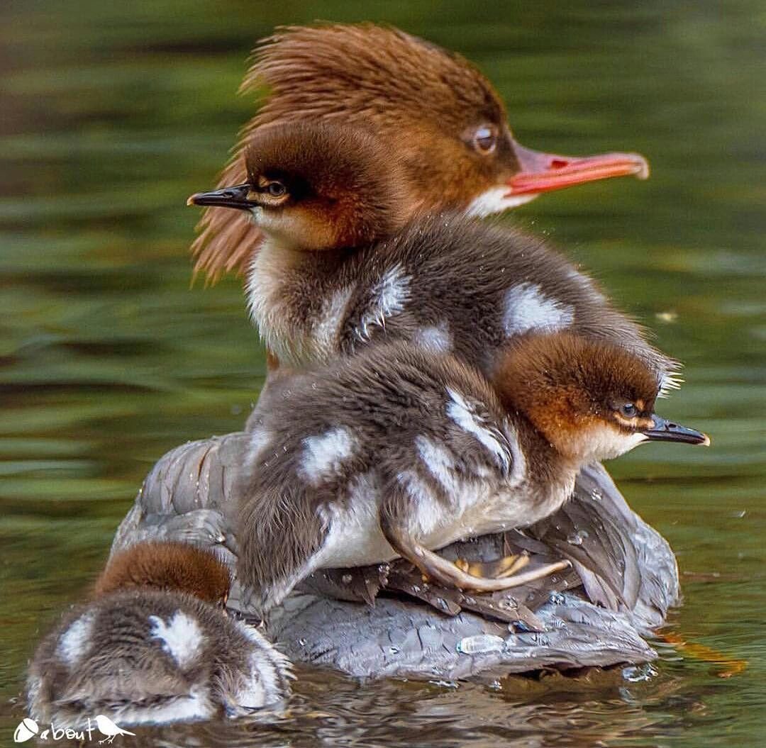 Крохаль длинноносый птенцы