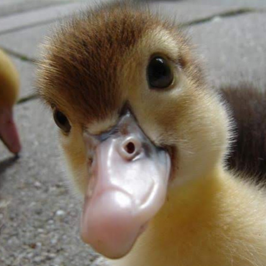 Прикольная уточка