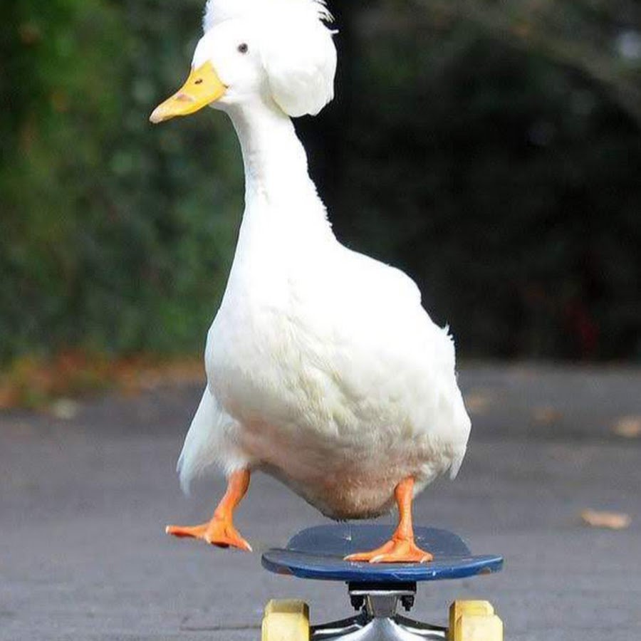 Обыкновенная кряква селезень