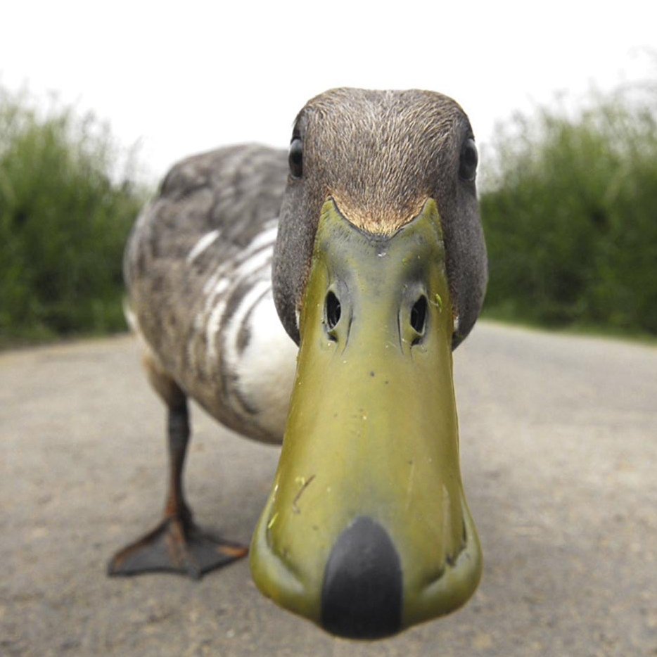 Прикольные утки